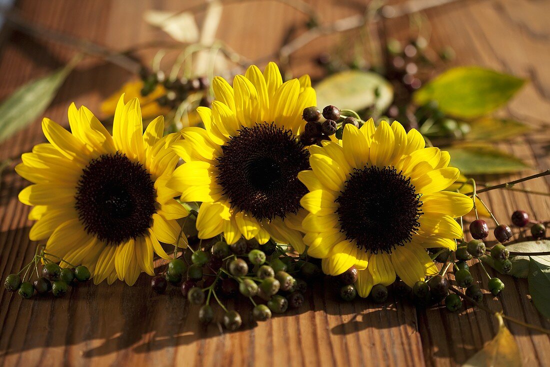 Drei Sonnenblumen mit Aroniabeeren