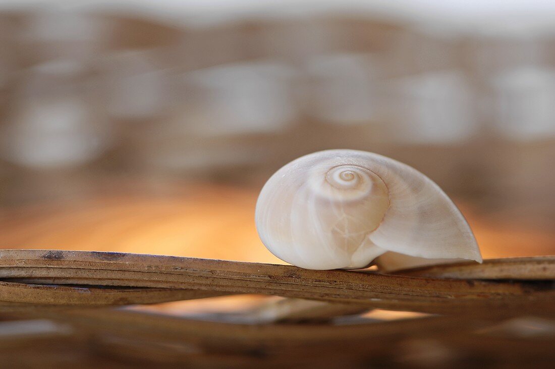 A snail shell on twigs