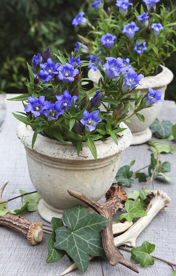 Gentiana with ivy in stone pots