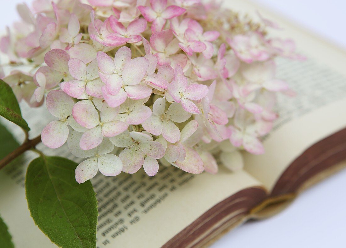 Hortensienblüten auf Buch