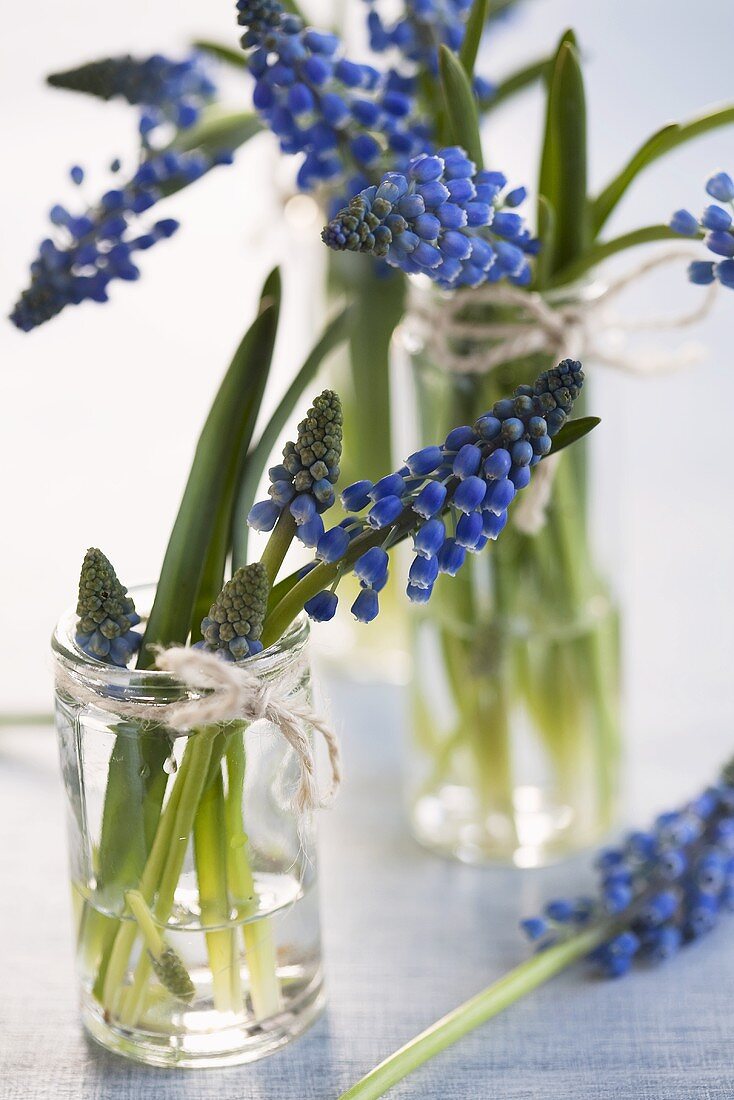 Grape hyacinths in glasses