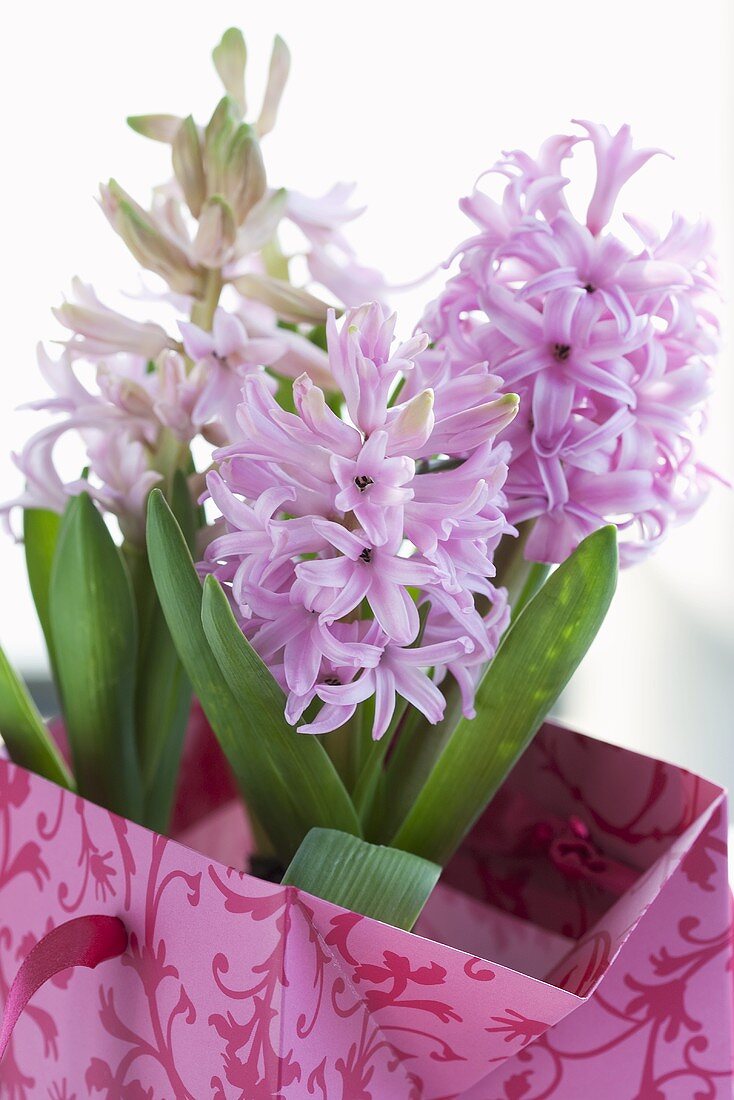 Pink hyacinths