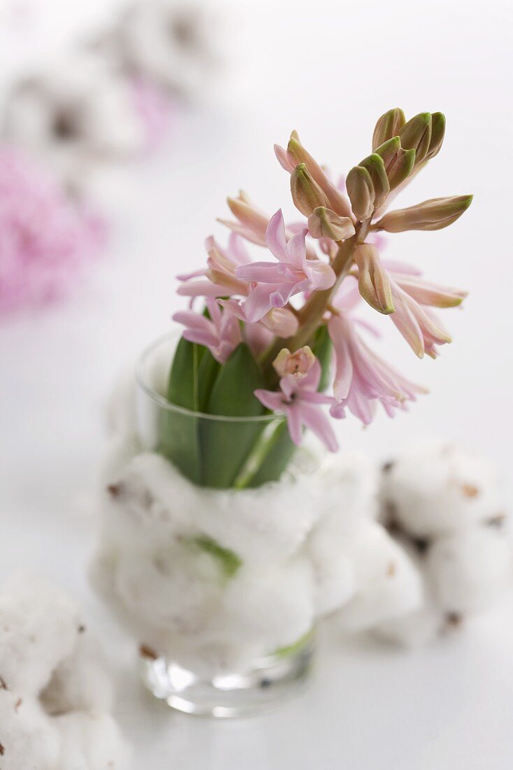 A pink hyacinth in a glass wrapped in cotton wool