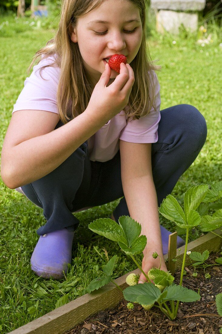 Mädchen isst Erdbeere von der Pflanze