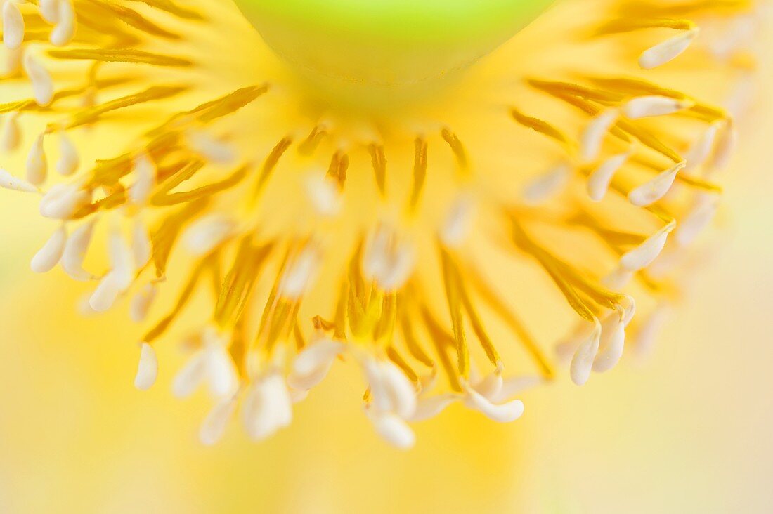 A lotus flower pollen
