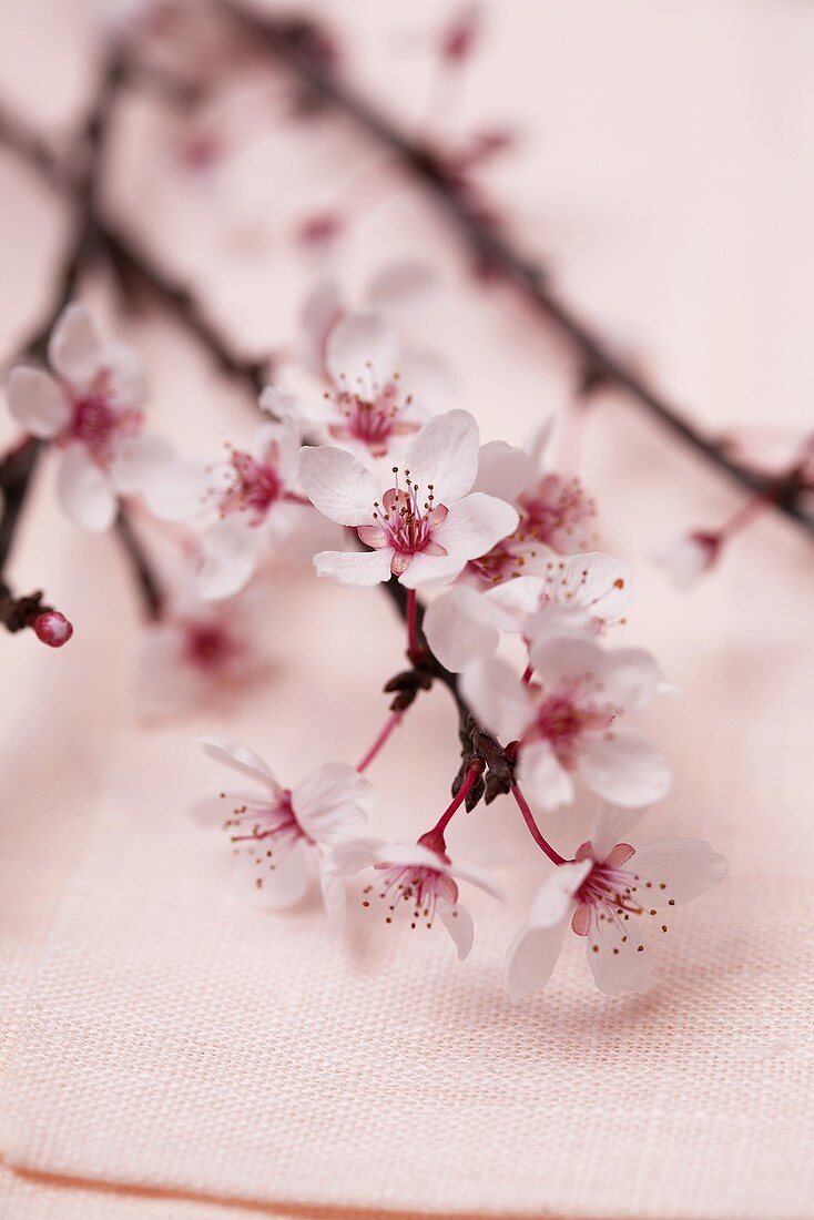 A sprig of almond flowers