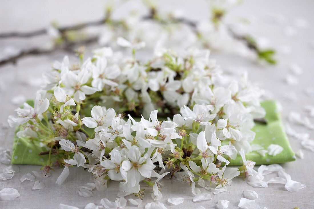 A wreath of cherry blossom