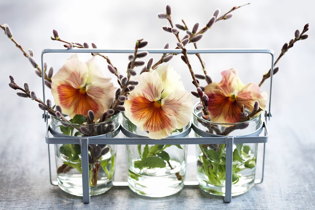 Pansies and willow catkins in glasses