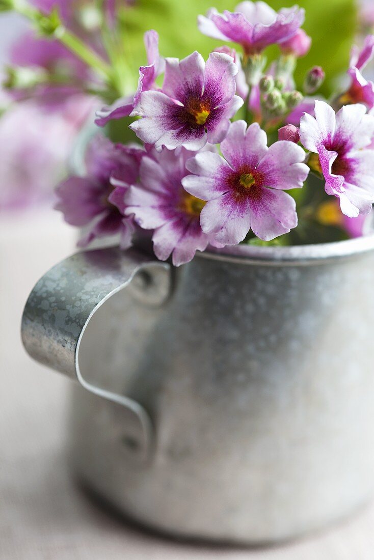 Lilac primroses in a zinc jug