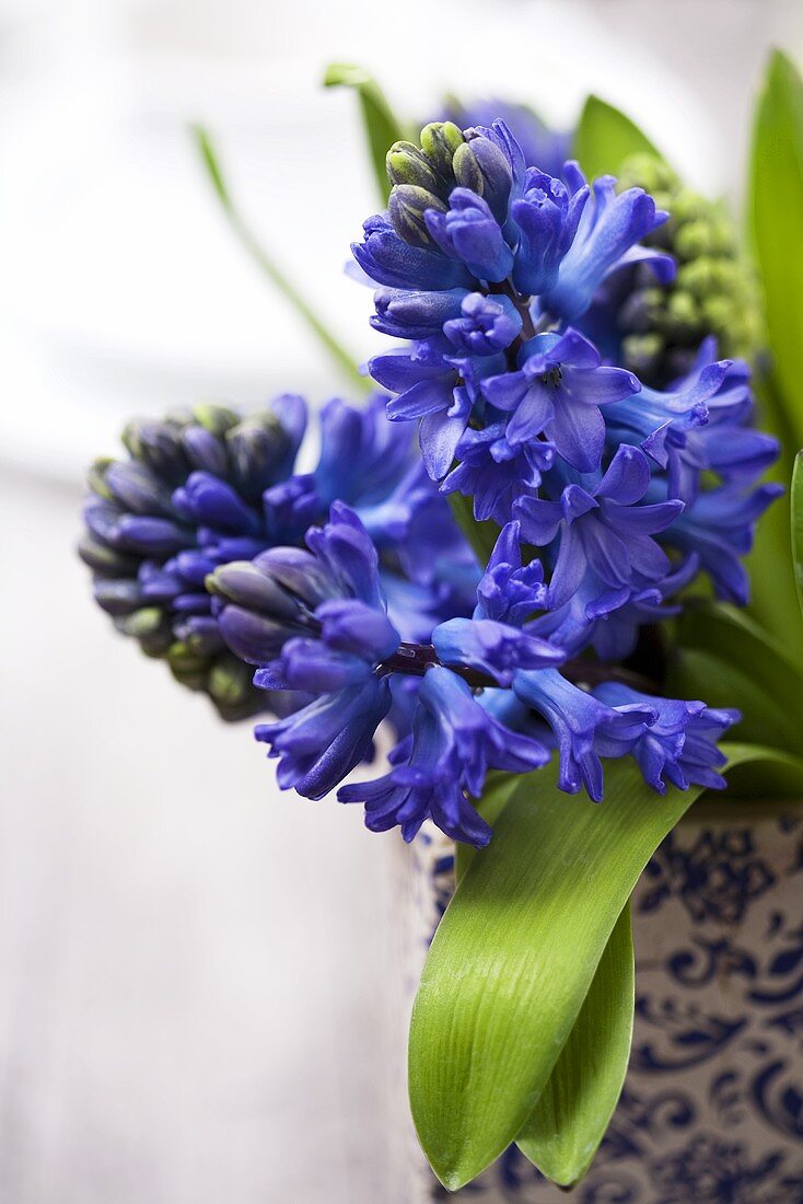 Blue hyacinths