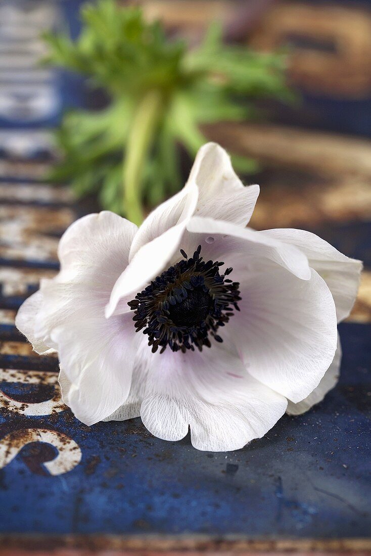 A white anemone