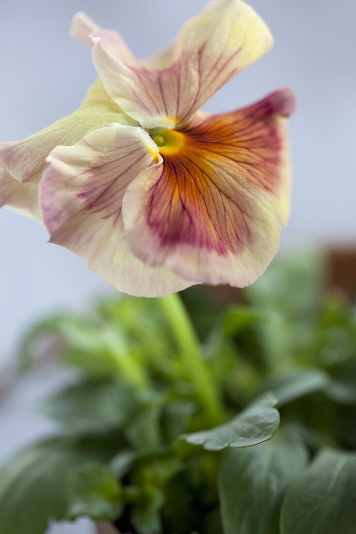 Pansies