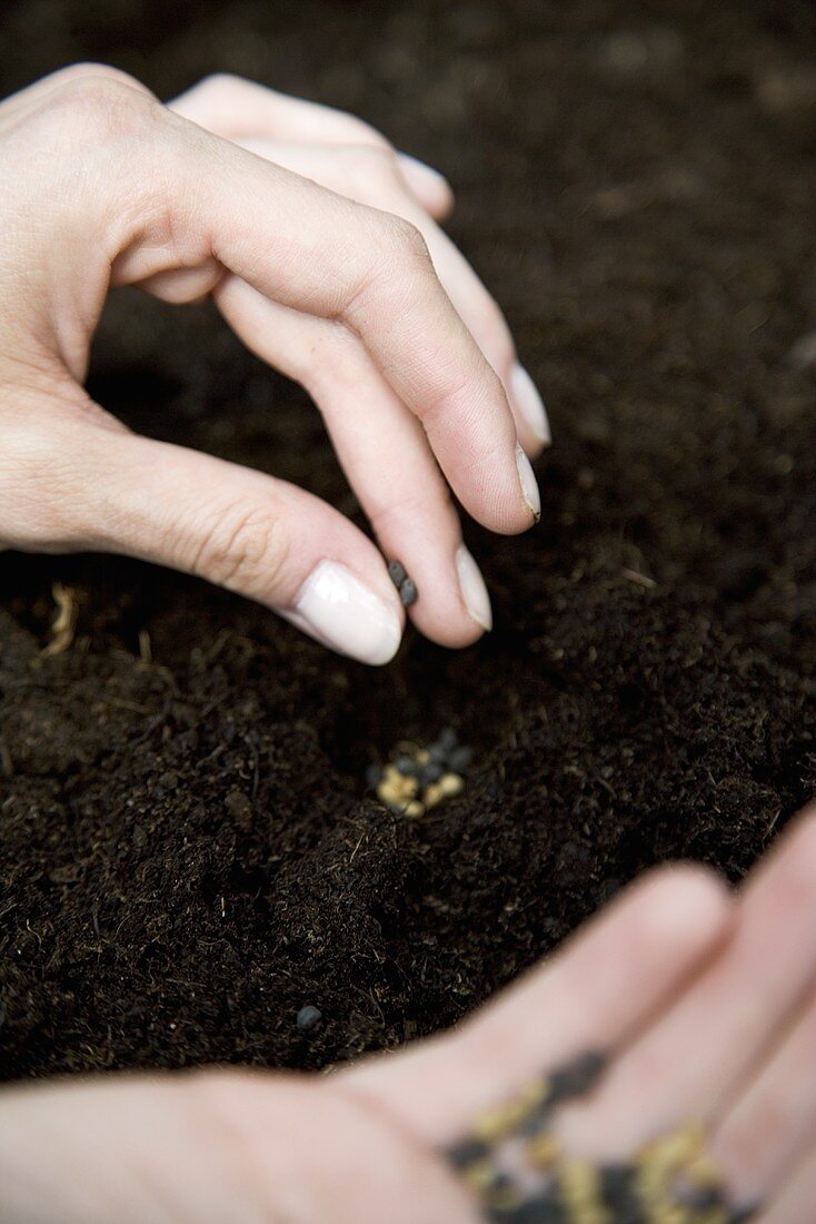 Seeds being planted in soil