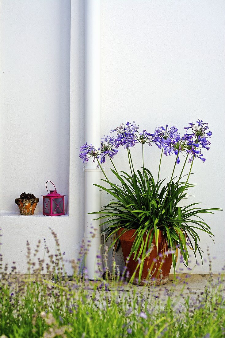 Blumentopf an der Hauswand