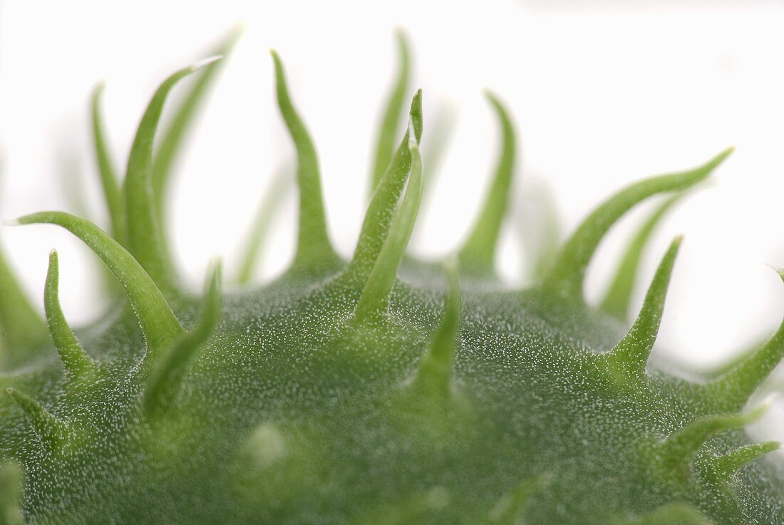Detail of a wild cucumber