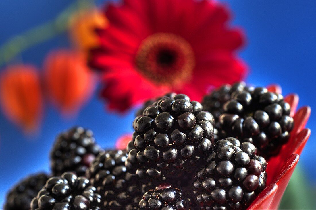 Blackberries in front of gerbera