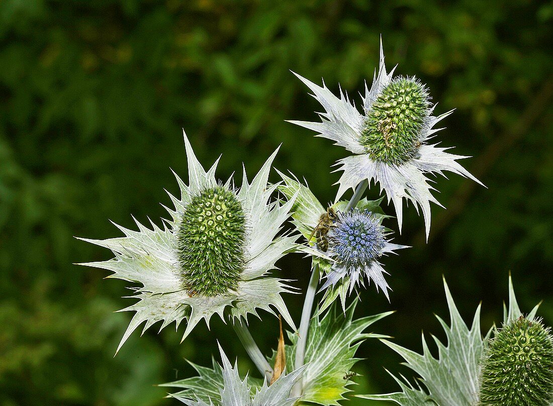 Sea holly (Eryngium giganteum) with bee