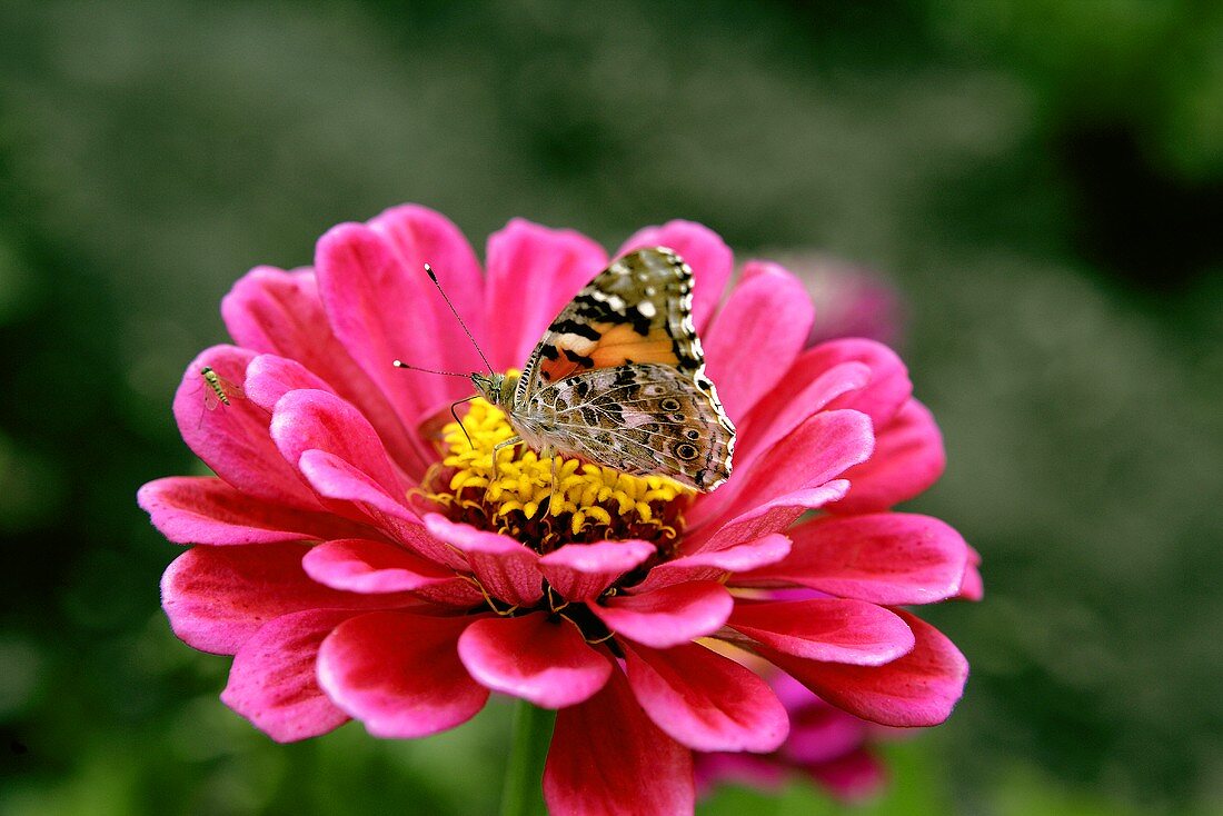 A butterfly on a pink zinnia