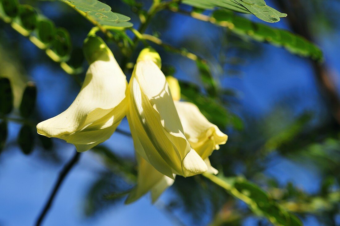 Thailändische Sesbania Blüten (Sesbania Grandiflora)