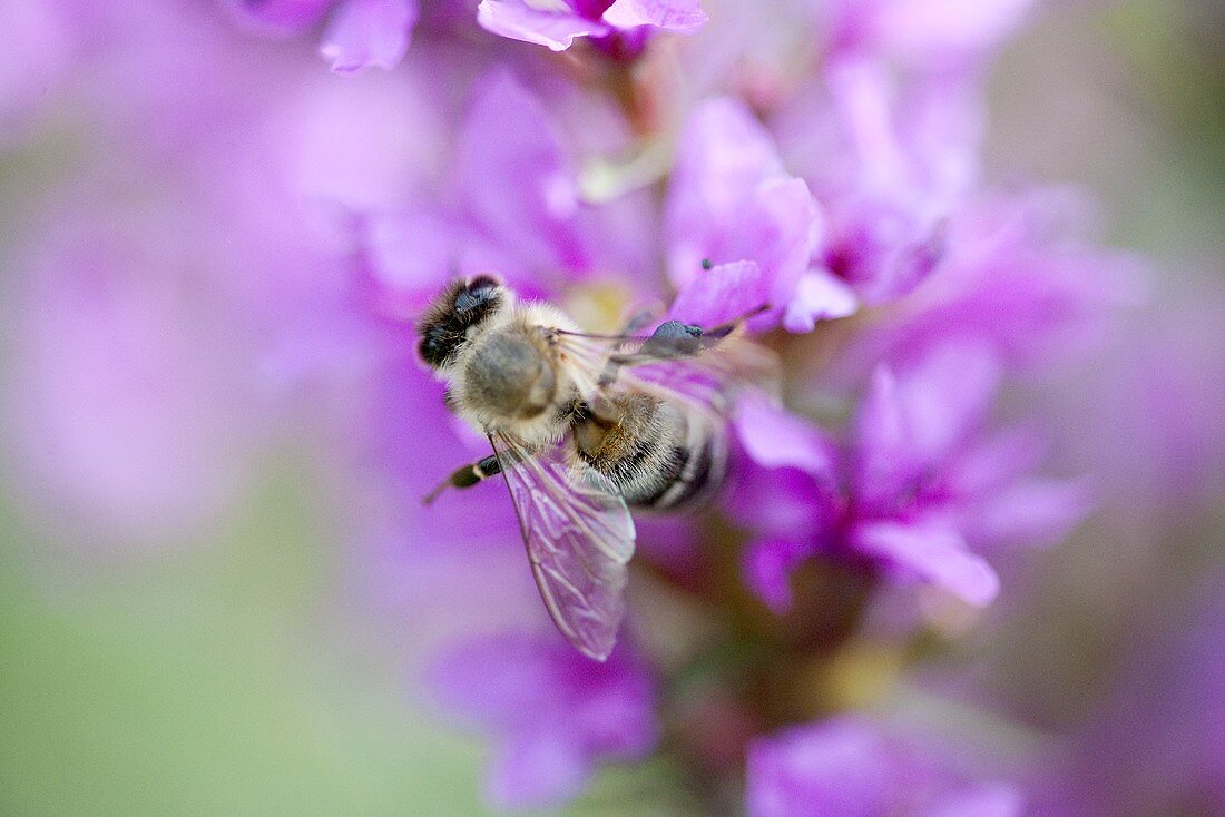 Bee on purple loosestrife flowers