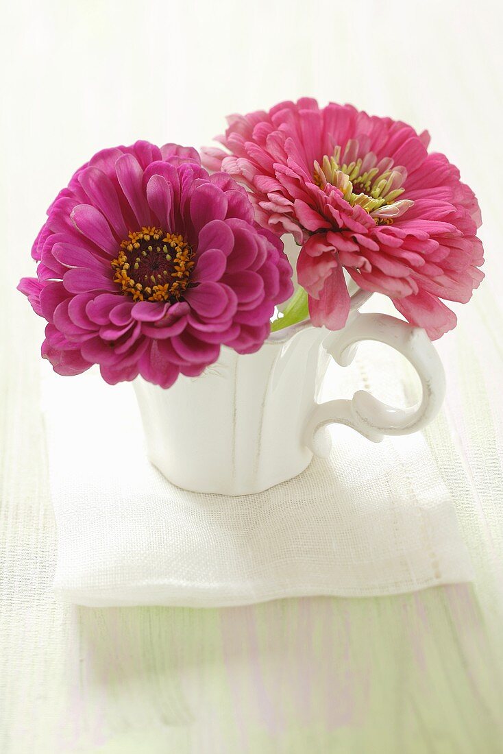 Pink and purple zinnias