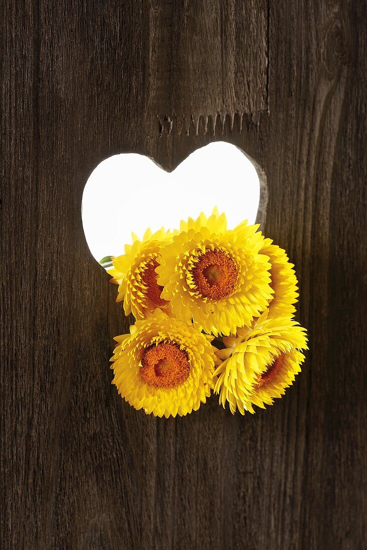 Heart-shaped hole in wood with strawflowers