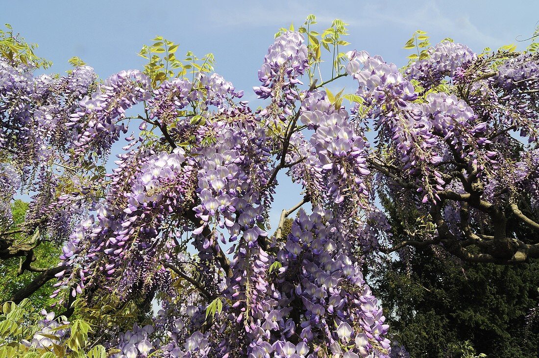 Blauregen Online Kaufen  Bestellen Garten Schlter