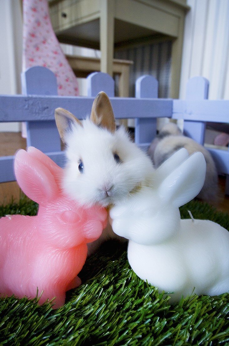 Lebendiges Kaninchen und Osterhasenkerzen