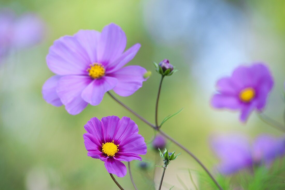 Purple cosmos flowers (close-up)