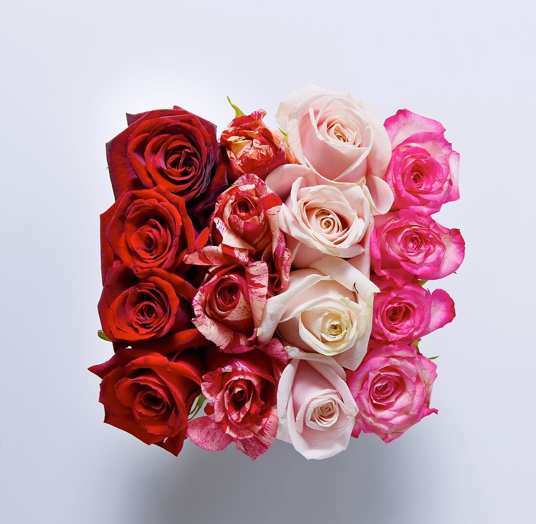 Reihen von Rosen in verschiedenen Farben