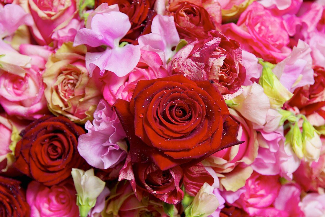 Bouquet of roses (full-frame)