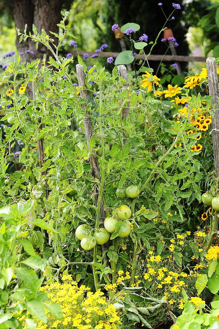 Tomatenpflanzen im Garten