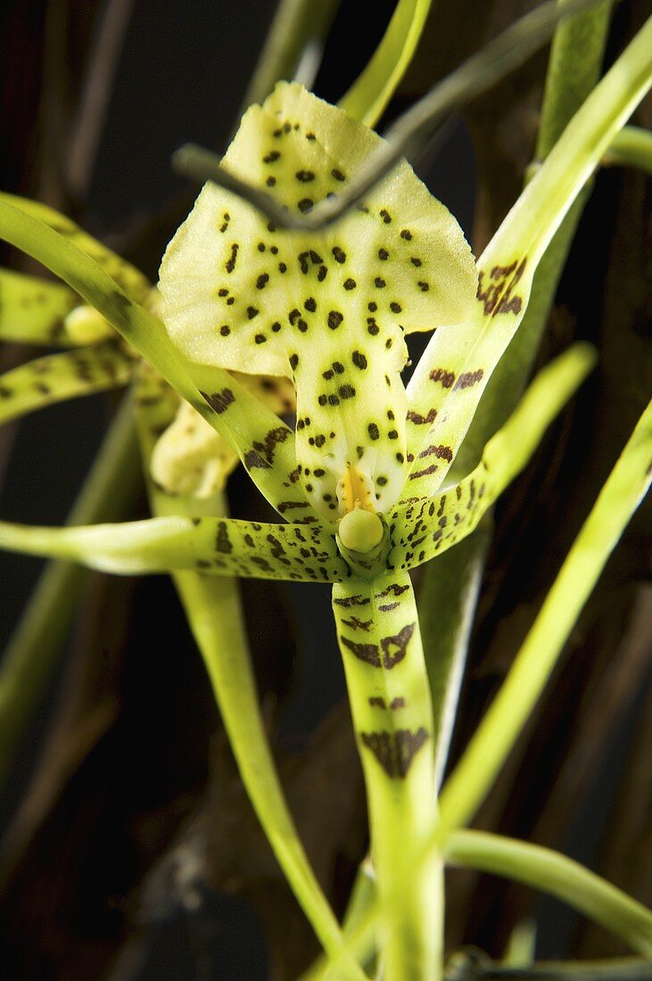 Brassia (a genus of orchids)