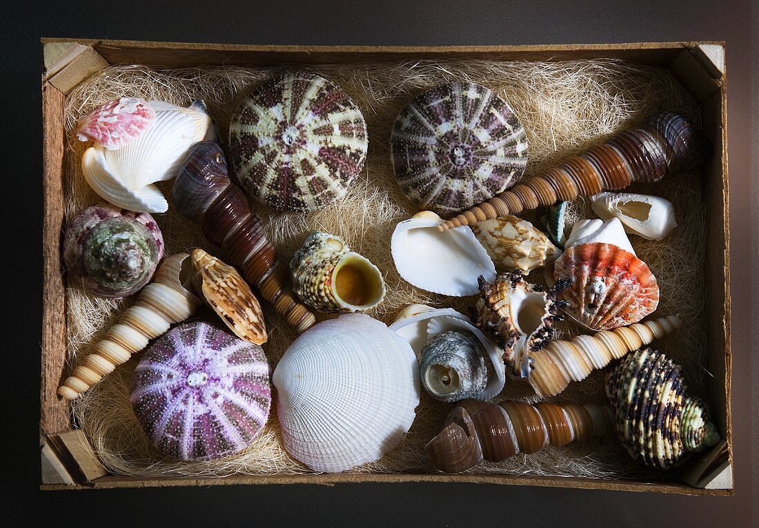 Assorted shells (overhead view)