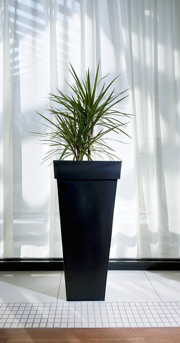 Decorative plant by window