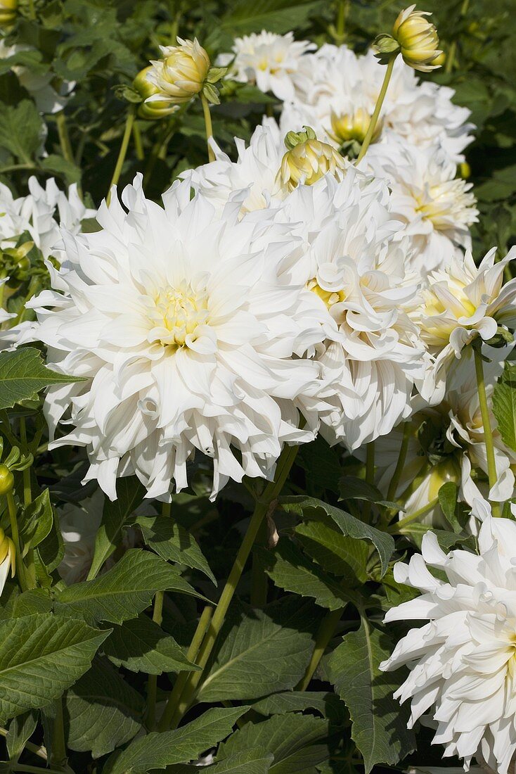 weiße Dahlien im Garten