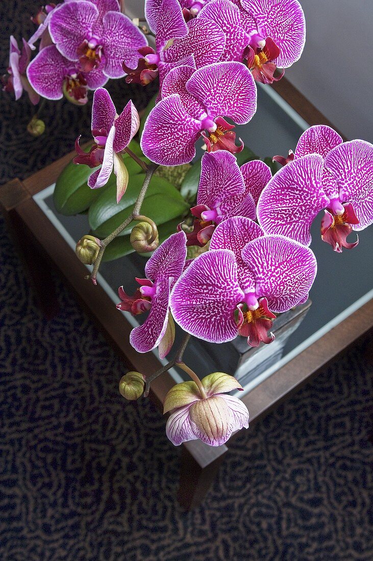 Lila Orchideen