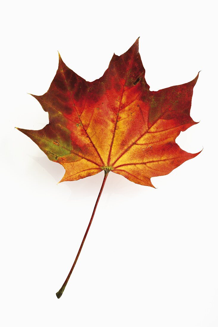 A maple leaf with autumn tints