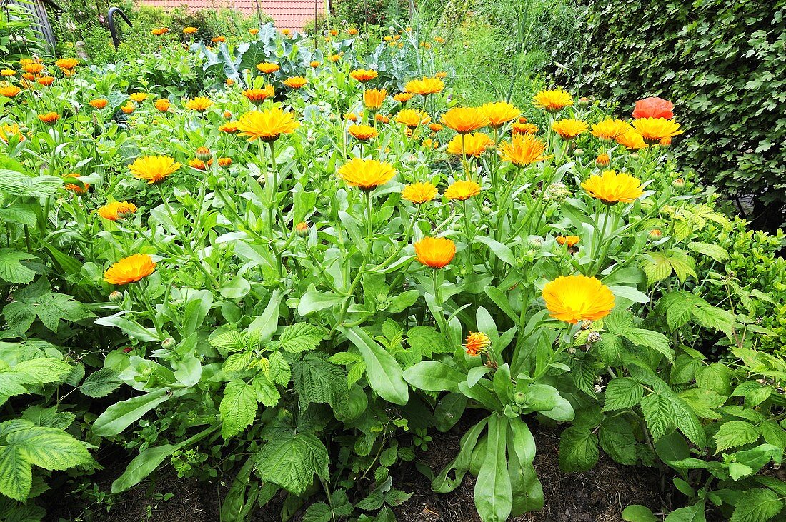 Marigolds in herb garden