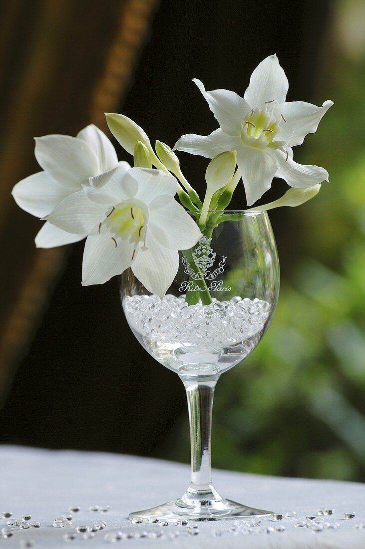 White narcissi in a glass