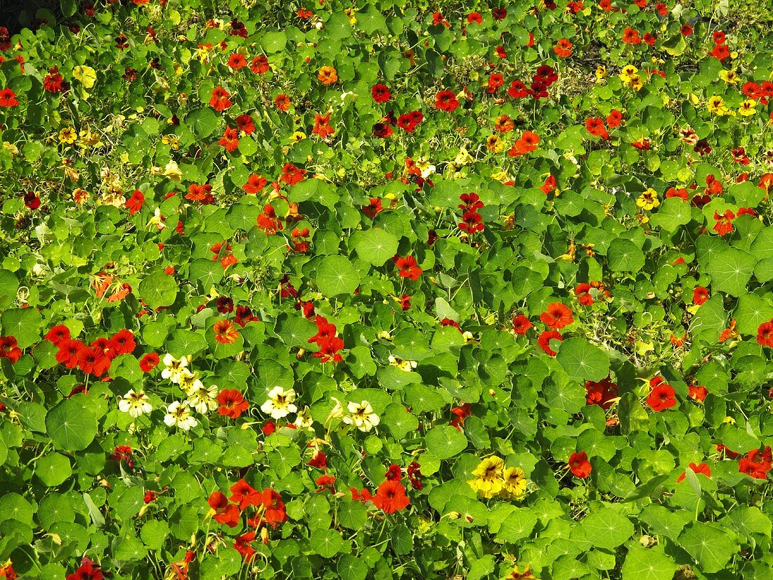 Kapuzinerkresse mit Blüten auf dem Feld