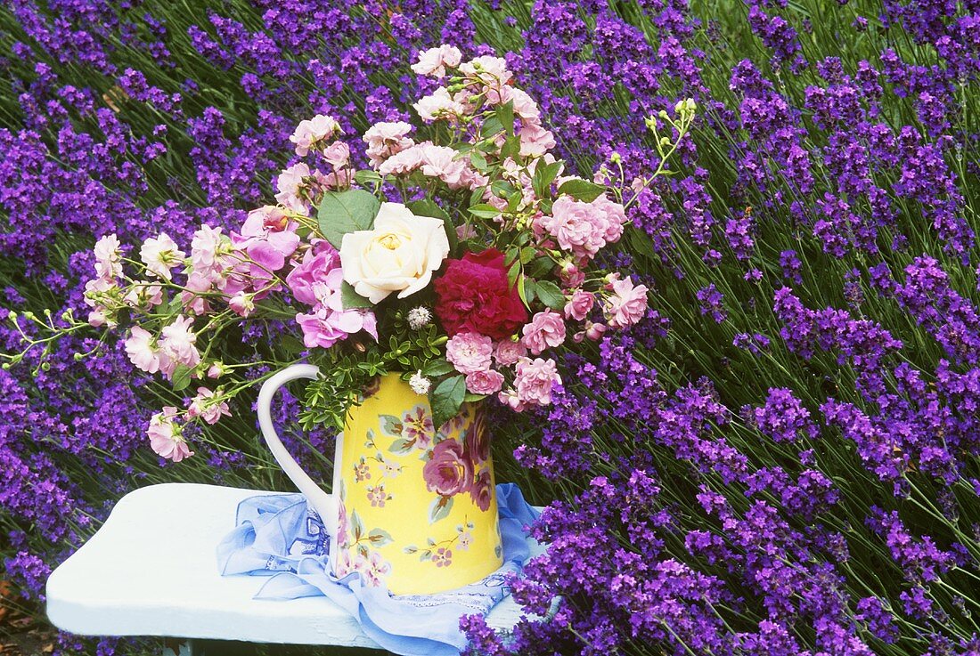 Rosen auf einem Stuhl im Lavendelfeld
