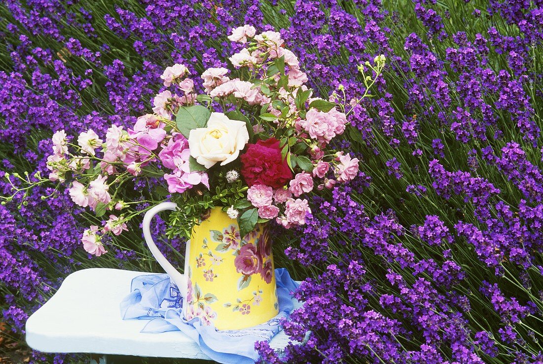 Roses on a stool in a field of lavender