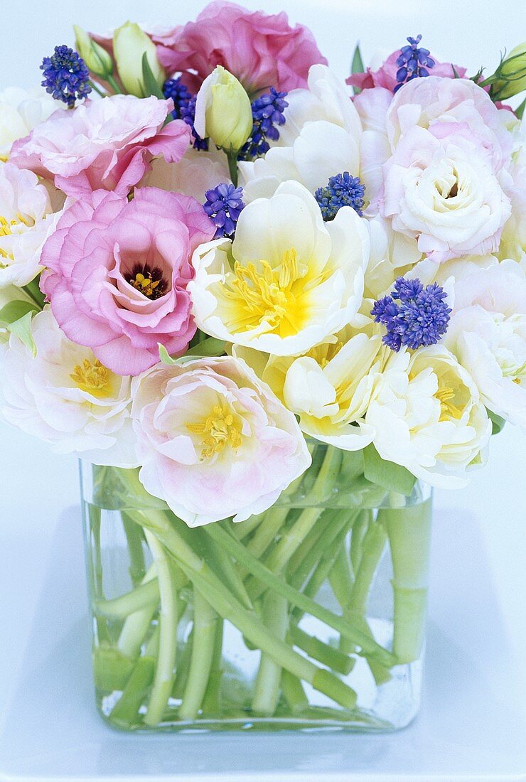 Tulips and grape hyacinths in glass vase