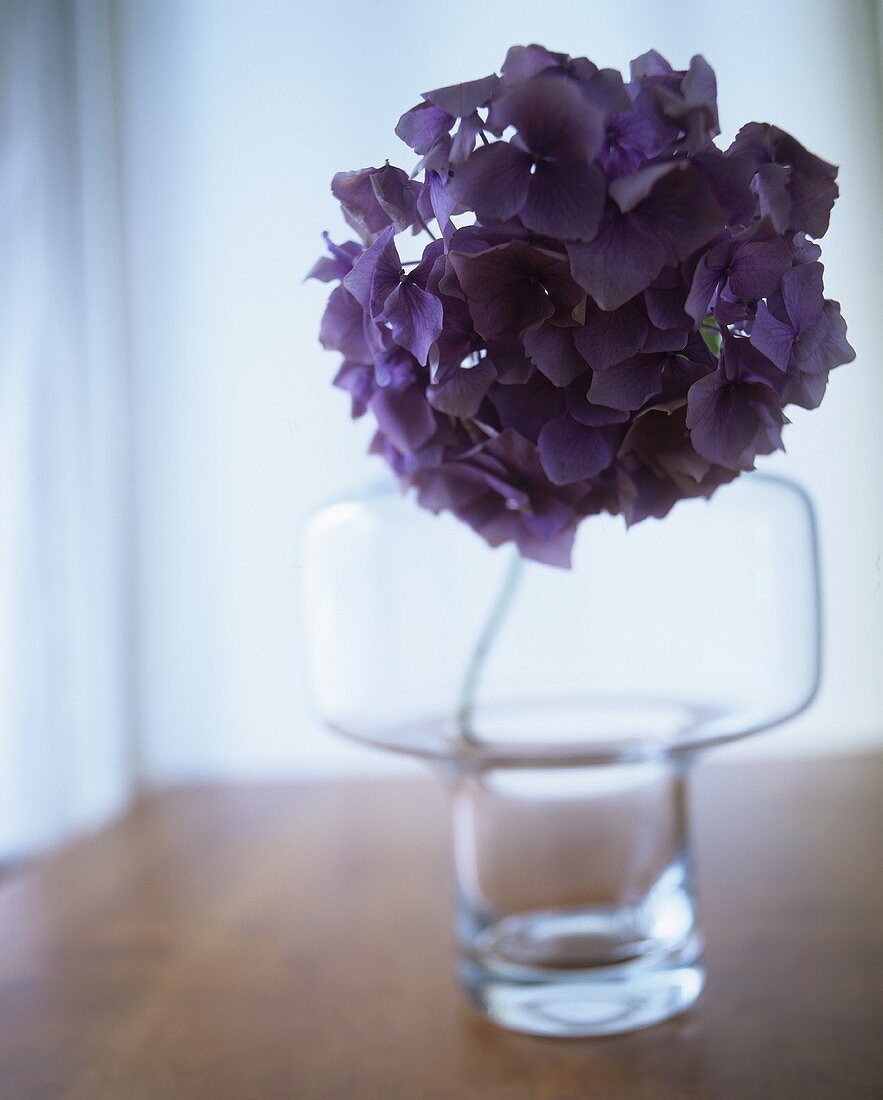Hydrangea in a vase
