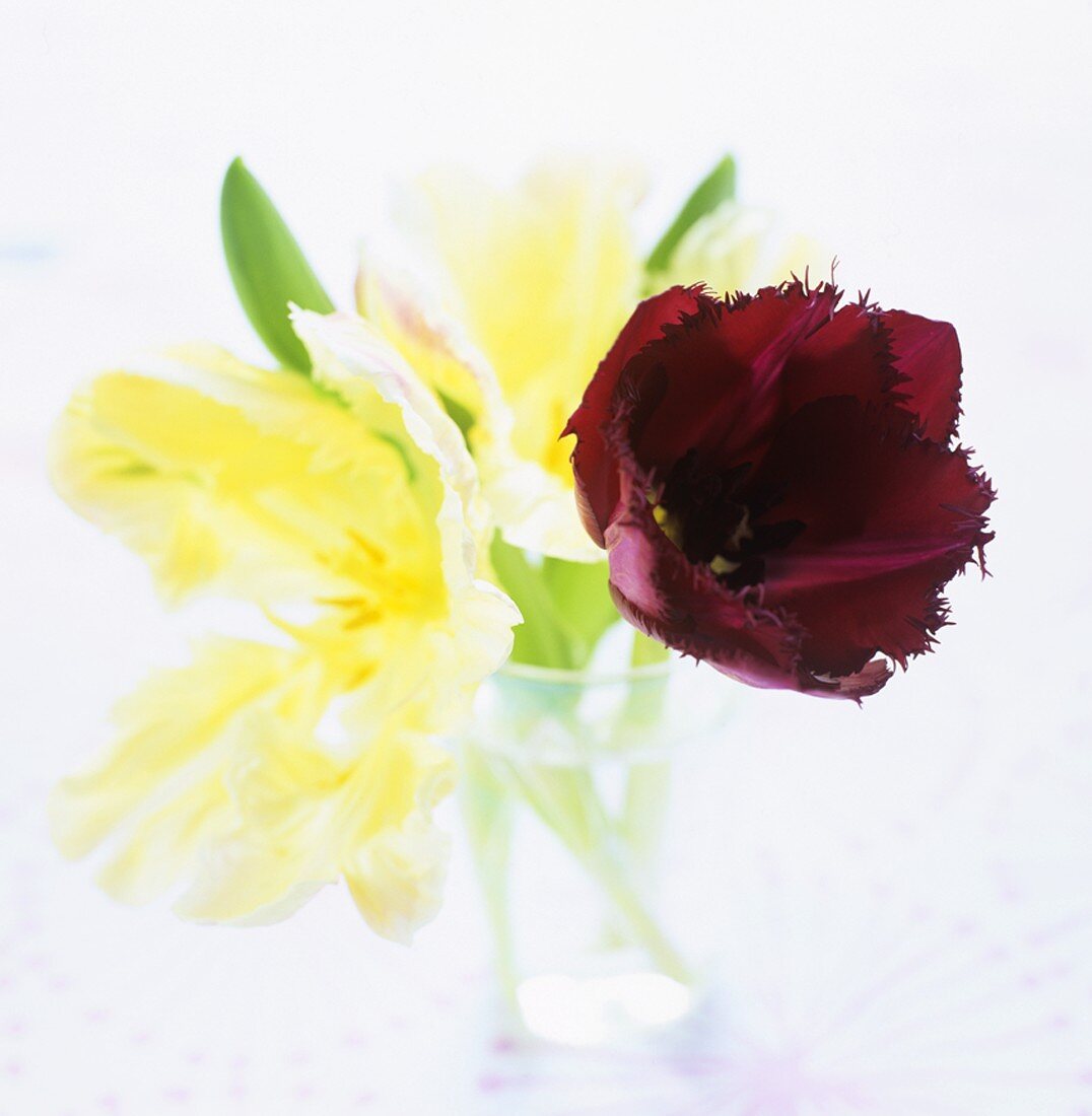 Red and yellow tulips in a glass