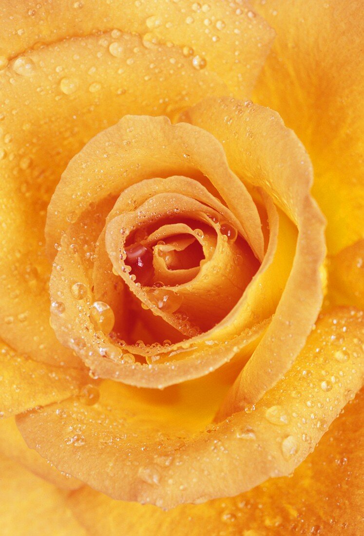 Orange rose, variety 'Sweet Magic'