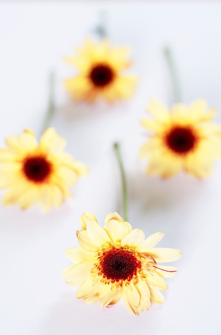 Vier gelbe Chrysanthemen
