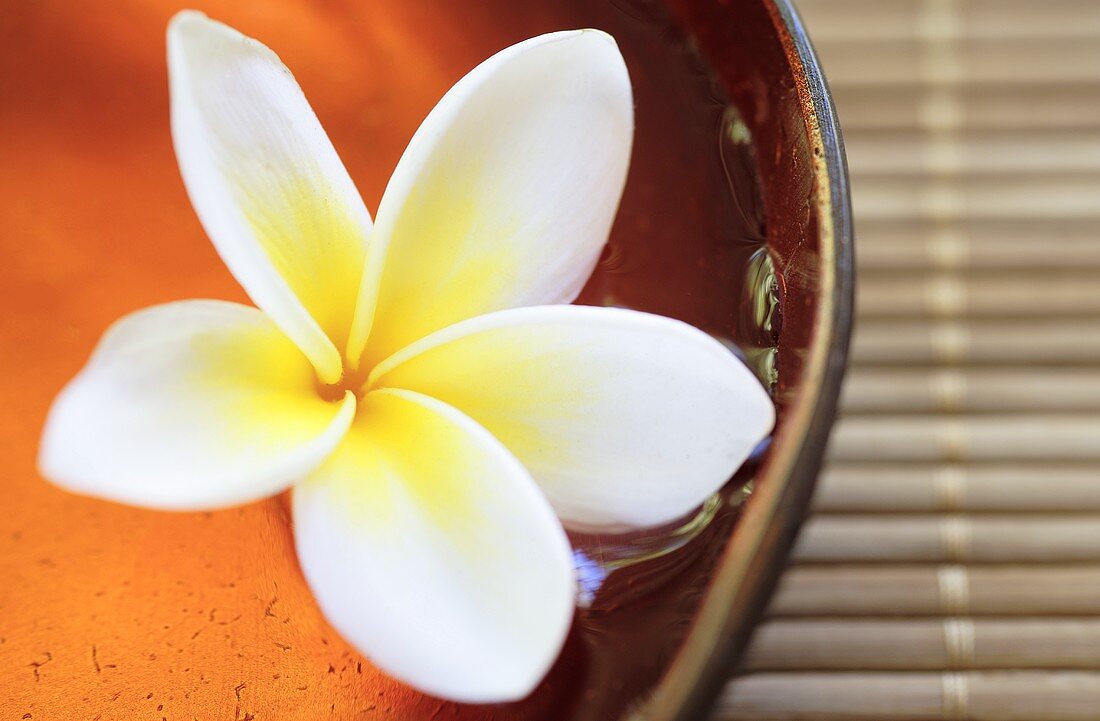 Frangipani flower in a wooden bowl filled with water
