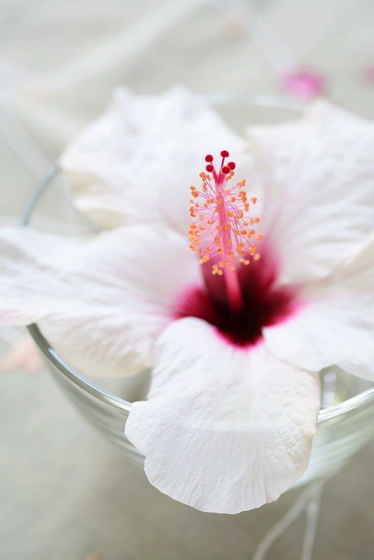weiße Hibiskusblüte (Hibiscus rosa-sinensis) im Glas